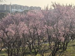 -无锡梅园公园