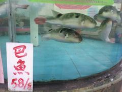 巴鱼-新庆嫂渔港