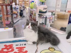 -1013 PET SHOP精品宠物商店(丁香店)