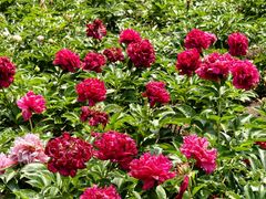 -黑龙江省森林植物园