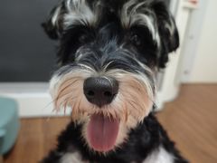 -天使宠物医院·犬猫分诊(彩虹店)