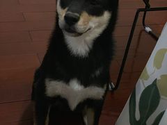 -喜柴咖啡·柴犬狗咖