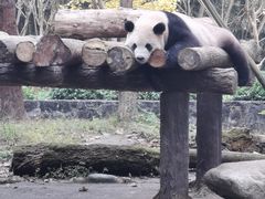 -都江堰中华大熊猫苑
