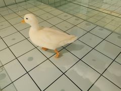 -RU DUCK柯尔鸭公社·撸鸭俱乐部·羊驼·小香猪