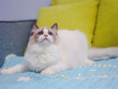 -Bastet sally猫舍购宠(静安店)