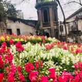 废墟中的烂漫花园[玫瑰][凋谢]