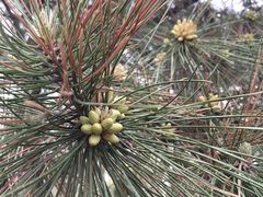 -长白岛森林公园