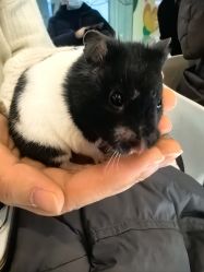 -Moni星球萌宠·小马宝莉·灵蛇·高端高阶全萌宠互动体验俱乐部(红豆国际广场店)