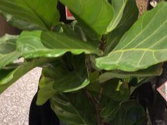 -沼津港精致料理·寿喜烧·烧鸟(龙湖南桥天街日料榜单店)