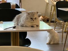 -飞行喵MR PILOT|猫舍·猫咖(静安大融城店)