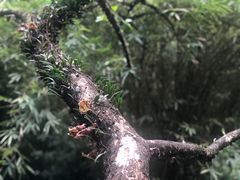 -广州兰圃