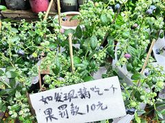 -桂林市花鸟市场