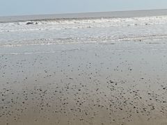 -里岛烤鱼(东港凯虹广场店)