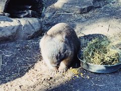 -费瑟代尔野生动物园