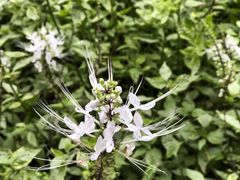 -中国科学院华南植物园