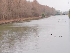 -上海海湾国家森林公园