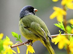 -梧桐山风景名胜区