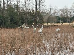 -上海长兴岛郊野公园