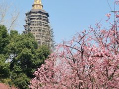 -红梅公园