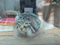 -青藏高原野生动物园