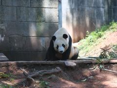 -中国大熊猫保护研究中心雅安碧峰峡基地