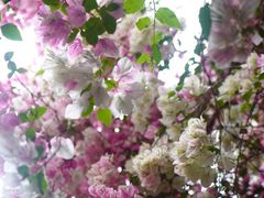 -深圳国际园林花卉博览园