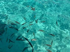 -中央格兰德岛温泉度假酒店 - 全包