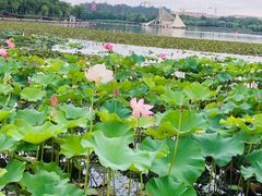 -暨阳湖生态园