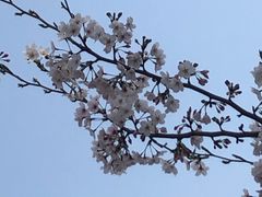 -高东镇樱花园