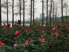 -顺峰山公园