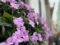 -义顺牛奶公司(新马路老店)