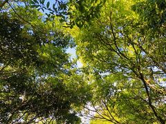 -梧桐山风景名胜区