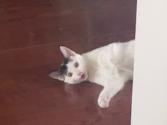 -伟伟宠物医院·瑞派猫友好医院·猫科(光谷店)