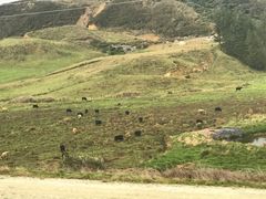 -怀托摩萤火虫洞