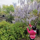古树紫藤花开季