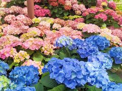 -上海鲜花港