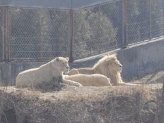 -石家庄市动物园