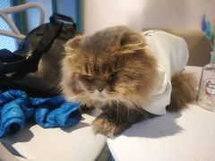 -喵屿·大理花园猫咖