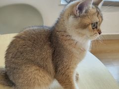 -有喵·猫咖·狗咖·30几只猫10只小狗(岗厦店)