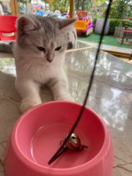 -萌宠亲子动物乐园(槐房万达店)