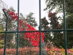 -三里屯东五街银杏大道