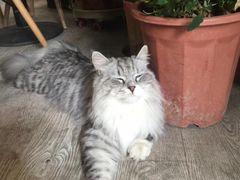 -小时光咖啡馆(北锣鼓巷店)