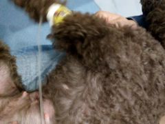 -伟伟宠物医院·CT影像中心·瑞派犬猫综合性门诊(汉口总院)