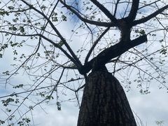 -华南国家植物园-售票处