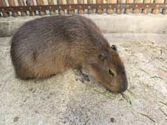 -昆明动物园