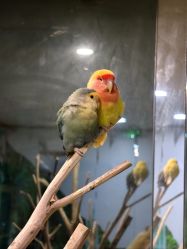 -神奇动物撸宠馆·羊驼·小浣熊·异宠(豫园店)