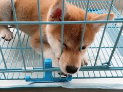 -翊宠yipet猫狗购宠庄园犬舍•猫舍