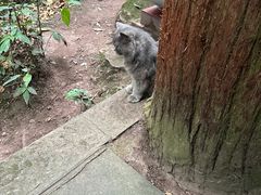 -峨眉山风景名胜区
