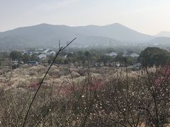 -香雪海