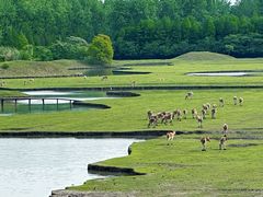 -溱湖国家湿地公园